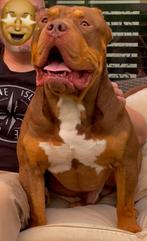 Americal Bully Xl Tri Color Choco DEKREU, Dieren en Toebehoren, Reu, 1 tot 2 jaar, Eén hond, Nederland