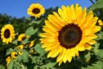 Zonnebloem Henry Wilde zaden, Verzenden, Voorjaar, Volle zon, Zaad