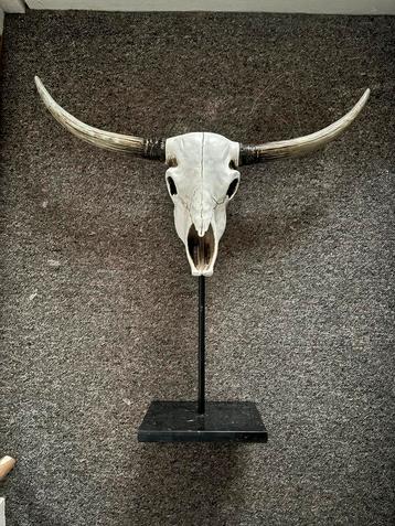 Stierenhoofd Decoratie beschikbaar voor biedingen