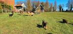 Prachtig lieve  Mechelse x Duitse herder pups, Dieren en Toebehoren, Honden | Herdershonden en Veedrijvers, 8 tot 15 weken, Meerdere