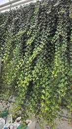 Klimop Hedera - Vanaf de Kweker meters lang 9cm, Tuin en Terras, Ophalen, Klimplanten, Halfschaduw