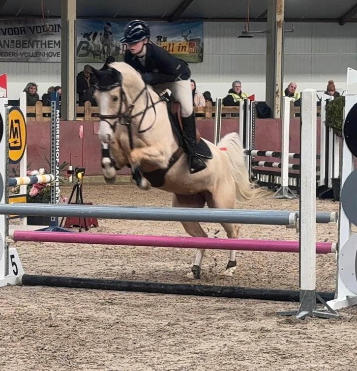 Lieve D pony, Dieren en Toebehoren, Pony's, Merrie, L, D pony (1.37m tot 1.48m), Springpony, 3 tot 6 jaar, Met stamboom, Gechipt