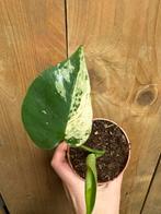 Monstera deliciosa variegata plant mint albo white large, Huis en Inrichting, Ophalen of Verzenden, Halfschaduw, Minder dan 100 cm