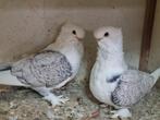 Vogel, Dieren en Toebehoren, Vogels | Duiven