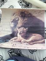 poster van leeuw met welp jaren 70 80, Ophalen of Verzenden, Gebruikt, A1 t/m A3, Dier of Natuur