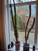 2 grote cactussen, Huis en Inrichting, Kamerplanten, Ophalen, Halfschaduw, Minder dan 100 cm