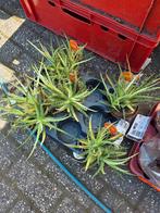 Kamerplanten uitverkoop, Huis en Inrichting, Kamerplanten, Ophalen of Verzenden, Cactus, In pot, Minder dan 100 cm