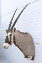 Grote opgezette kop SPIESBOK / GEMSBOK antilope