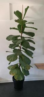 Ficus Lyrata / Tabaksplant 2,40m, Huis en Inrichting, Ficus, Halfschaduw, 200 cm of meer, Ophalen