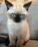 British Shorthair x Scottish Straight kittens, Dieren en Toebehoren, Katten en Kittens | Raskatten | Korthaar