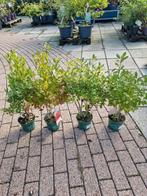 ilex voor heg, Ophalen