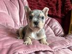 Franse bulldog pups, Dieren en Toebehoren, Parvo, 8 tot 15 weken, Bulldog, Meerdere