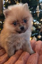 Te koop heel klein Pomeriaan pupje, Keeshond, Reu, CDV (hondenziekte), 8 tot 15 weken