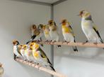 Majoor putters - Carduelis carduelis, Dieren en Toebehoren, Vogels | Overige Vogels, Meerdere dieren, Wildzangvogel, Geringd