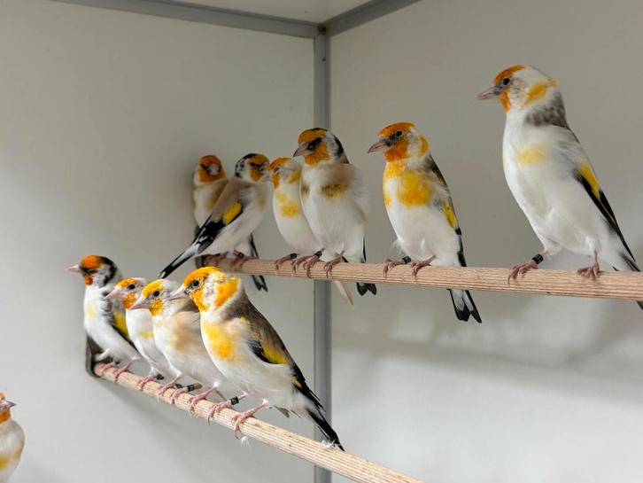 Majoor putters - Carduelis carduelis, Dieren en Toebehoren, Vogels | Overige Vogels, Wildzangvogel, Meerdere dieren, Geringd