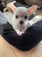 Prachtige Chihuahua pup Te Koop, Particulier, Rabiës (hondsdolheid), 8 tot 15 weken, Reu