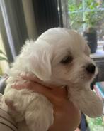 Malthezer pups, Maltezer, 8 tot 15 weken, CDV (hondenziekte), Meerdere