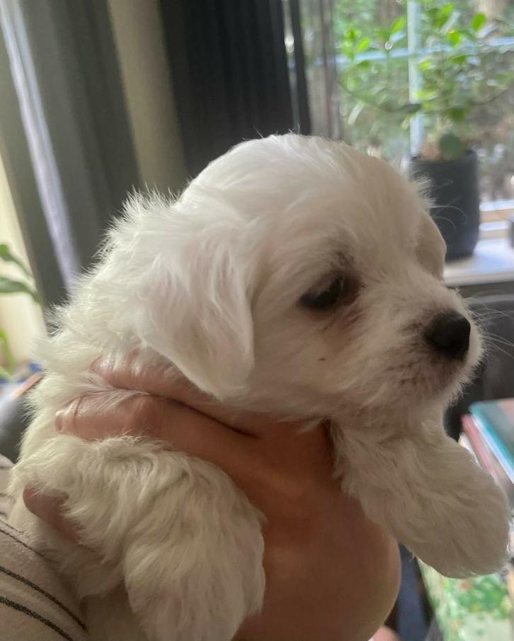 Malthezer pups, Dieren en Toebehoren, Honden | Chihuahua's en Gezelschapshonden, Meerdere dieren, Maltezer, Particulier, Meerdere