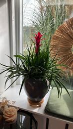 Prachtige grote Sanseviria kamerplant in aardewerk pot, Ophalen of Verzenden, Halfschaduw, Minder dan 100 cm
