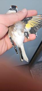 Majoor putter Bonte/Witkeel man 2025., Mannelijk, Wildzangvogel