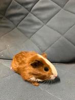 Mooie cavias Te koop! beertjes, Dieren en Toebehoren, Mei, Mannelijk, Cavia