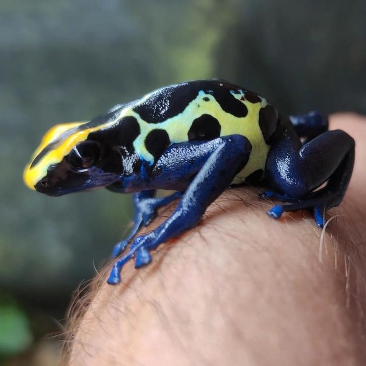 Dendrobates tinctorius 'Robertus'