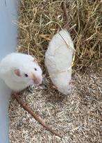 Tamme rittens beschikbaar!, Dieren en Toebehoren, Augustus, Meerdere dieren, Rat