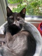 Kitten, Dieren en Toebehoren
