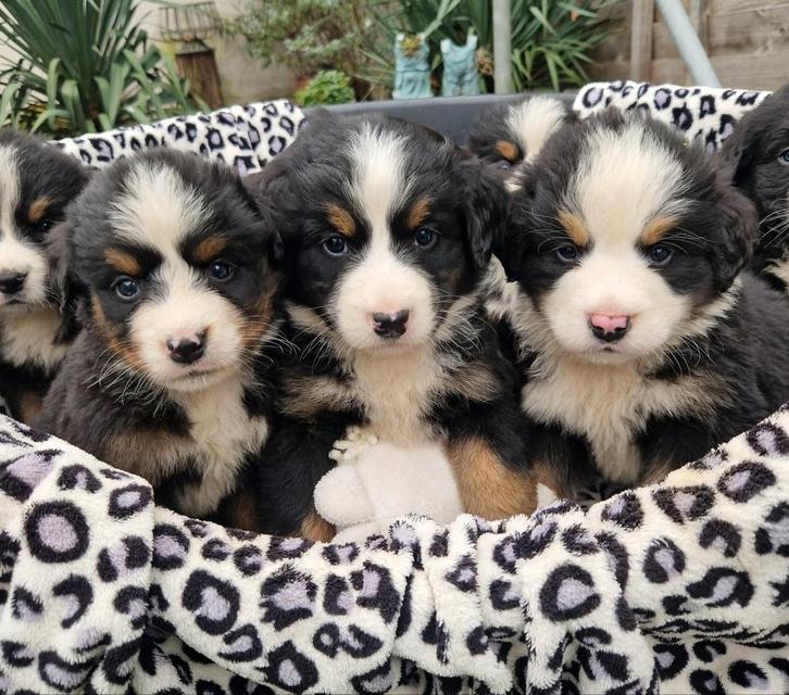 Kruising berner sennen pups, Dieren en Toebehoren, Honden | Chihuahua's en Gezelschapshonden, Meerdere dieren, Overige rassen