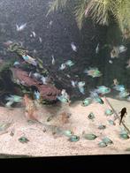 Jonge Electric blue Acara's te koop 2-3 cm, Dieren en Toebehoren, Vissen | Aquariumvissen, Vis
