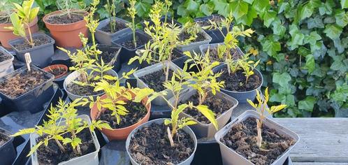 stekken van de Campsis radicans = trompetbloem, Tuin en Terras, Planten | Tuinplanten, Overige soorten, Volle zon, Zomer, Ophalen