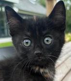 Vijf lieve kittens (3 poesjes en 2 katertjes), Meerdere dieren, Ontwormd, 0 tot 2 jaar