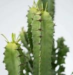 Euphorbia stekken (Wolfsmelk)
Cowboy cactus, Tuin en Terras, Planten | Tuinplanten, Ophalen, Overige soorten, Volle zon