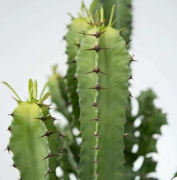 Euphorbia stekken (Wolfsmelk)
Cowboy cactus 
 beschikbaar voor biedingen