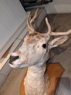 Opgezette hertenkop met gewei, Antiek en Kunst, Kunst | Beelden en Houtsnijwerken, Ophalen