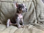 Franse bulldog pups met stamboom, Dieren en Toebehoren, Honden | Bulldogs, Pinschers en Molossers, CDV (hondenziekte), 8 tot 15 weken