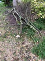 Haardhout, Minder dan 3 m³, Ophalen, Overige houtsoorten, Stammen