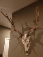 Damhert gewei. Herten schedel landelijk taxidermie, Verzamelen, Dierenverzamelingen, Ophalen, Zo goed als nieuw, Wild dier, Gewei of Kop