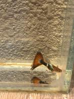 Raszuivere kweekgroep HalfBlack Any Colour Guppen, Dieren en Toebehoren, Vissen | Aquariumvissen, Vis