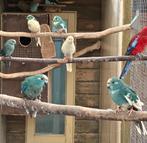 Kakariki mannen en poppen, Meerdere dieren, Parkiet