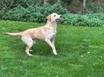 Labrador reu field trial, Dieren en Toebehoren, Reu, CDV (hondenziekte), 1 tot 2 jaar, Labrador retriever