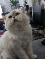 Kat ،Kater (mannetje), Dieren en Toebehoren, Katten en Kittens | Overige Katten, Kater