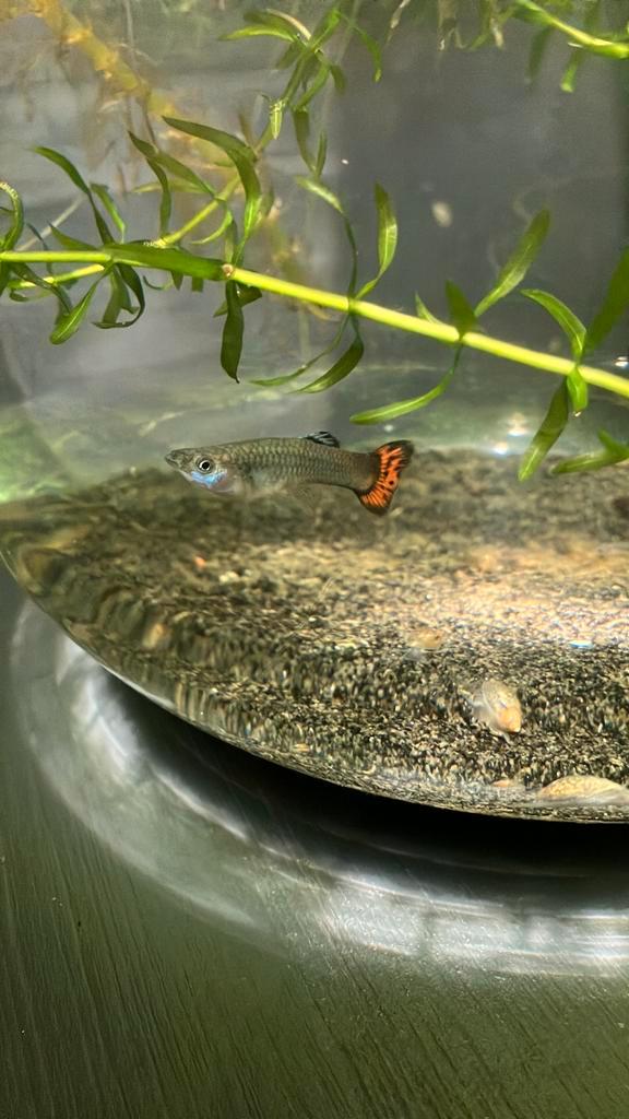 Guppen / Guppy’s, Dieren en Toebehoren, Vissen | Aquariumvissen, Zoetwatervis, Vis, Schoolvis