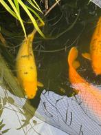 Koi Shiro utsuri 65 cm, Dieren en Toebehoren, Vissen | Vijvervissen, Karper of Koi