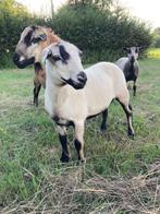 Schapen Lammeren zelfruiend Maasduin, Dieren en Toebehoren, Schapen, Geiten en Varkens, Meerdere dieren, Schaap, 0 tot 2 jaar