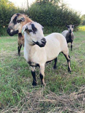 Schapen Lammeren zelfruiend Maasduin beschikbaar voor biedingen