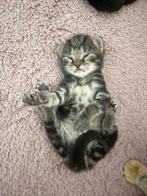 I will give the cats in good hands, Meerdere dieren