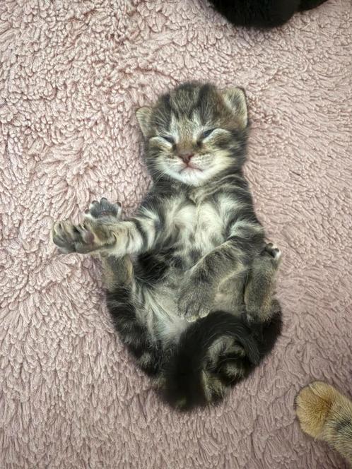 I will give the cats in good hands, Dieren en Toebehoren, Katten en Kittens | Overige Katten, Meerdere dieren