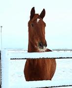 3 jarige ruin Intro K x For Romance x Havel, Dieren en Toebehoren, Paarden, Gechipt, Ruin, Dressuurpaard, 3 tot 6 jaar