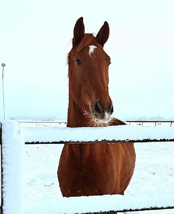 3 jarige ruin Intro K x For Romance x Havel, Dieren en Toebehoren, Paarden, Ruin, Onbeleerd, 165 tot 170 cm, 3 tot 6 jaar, Dressuurpaard